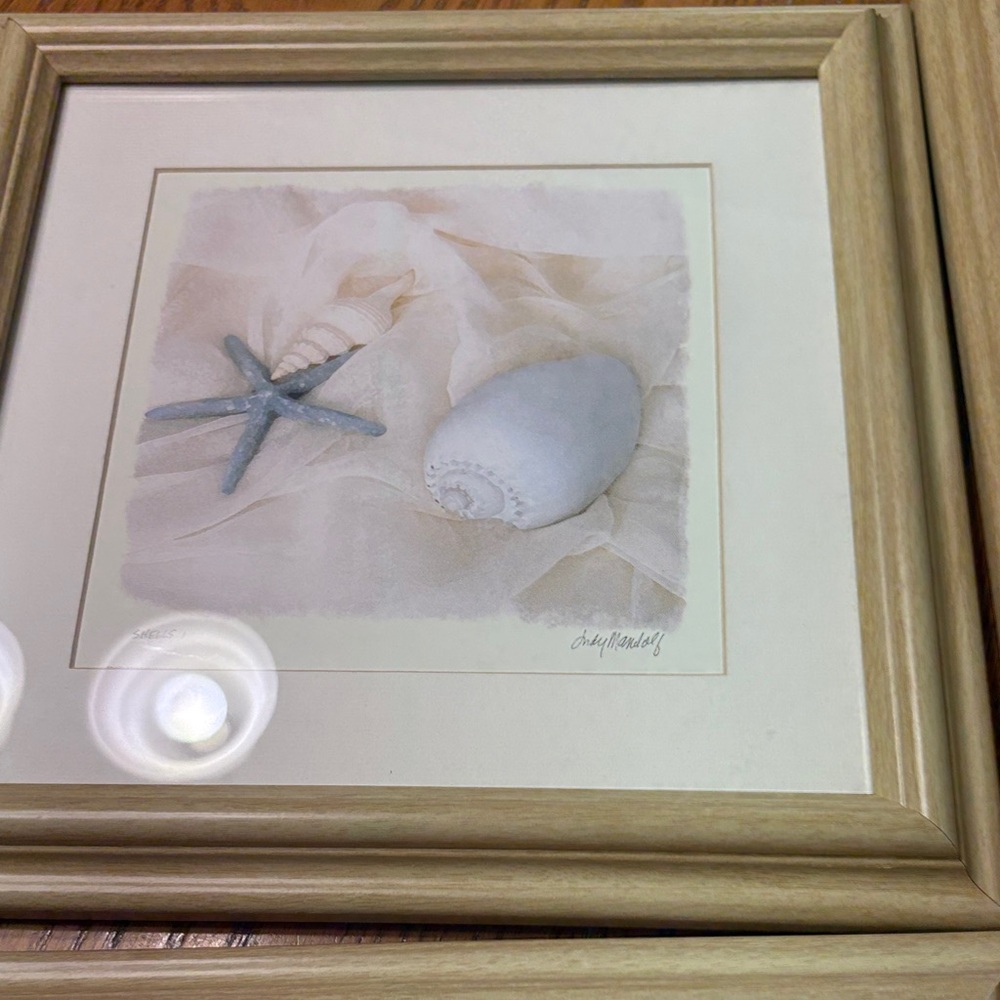 Coastal Seashell Framed Art
